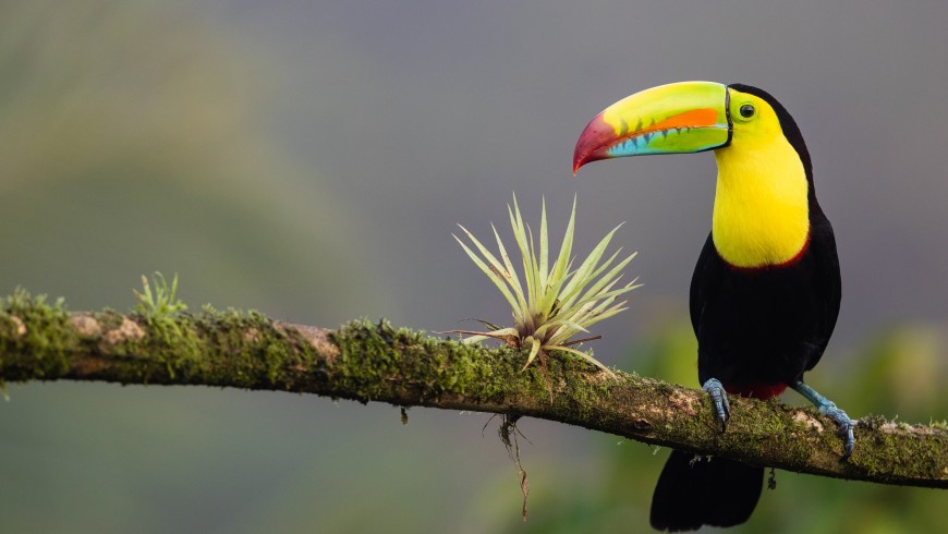 Tucán pico de quilla en Costa Rica