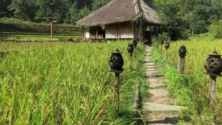 Laos, campo